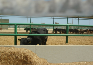 Livestock Terminal Sokhna Port - Egypt